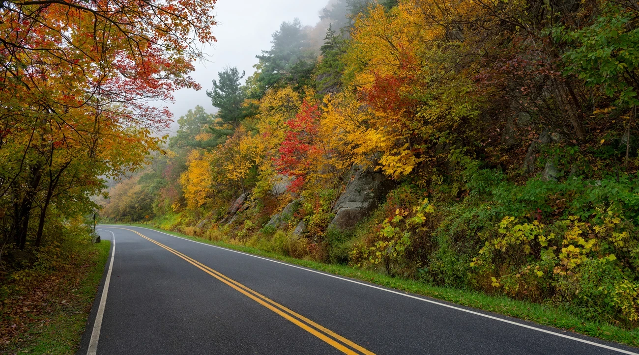 Skyline Drive curving through orange and yellow fall foliage in Shenandoah National Park